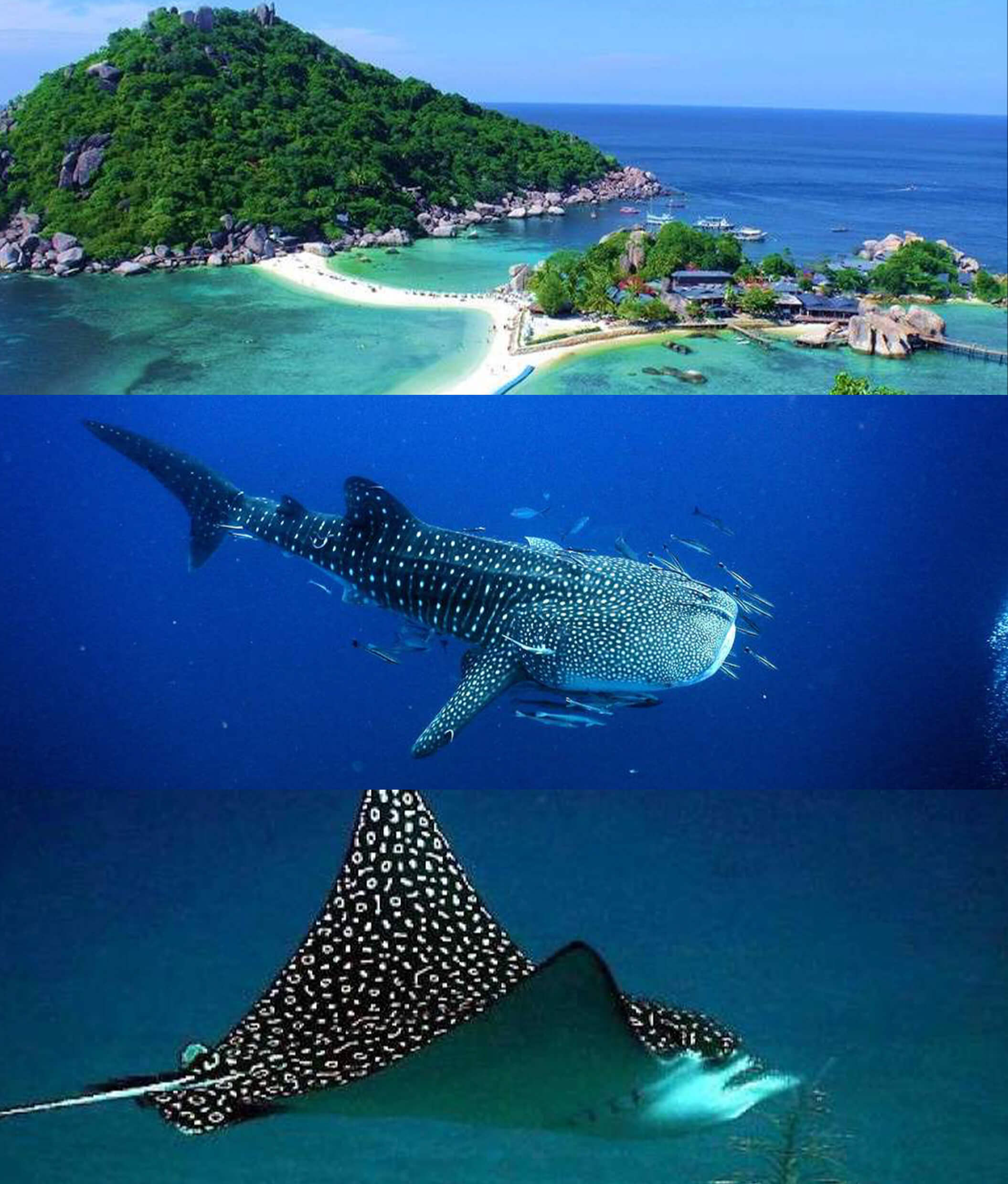 diving-tours-samui-010