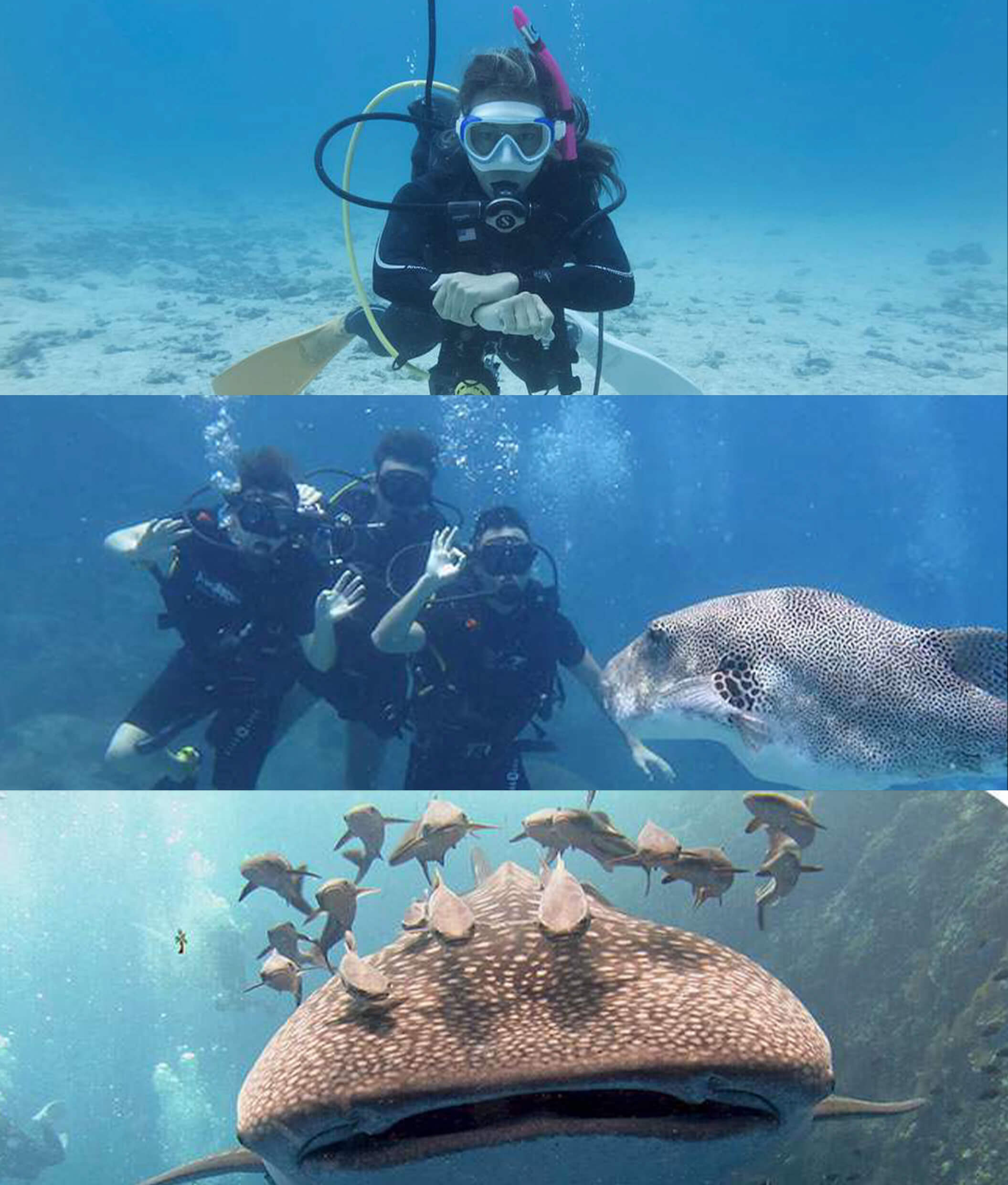 diving-tours-samui-08