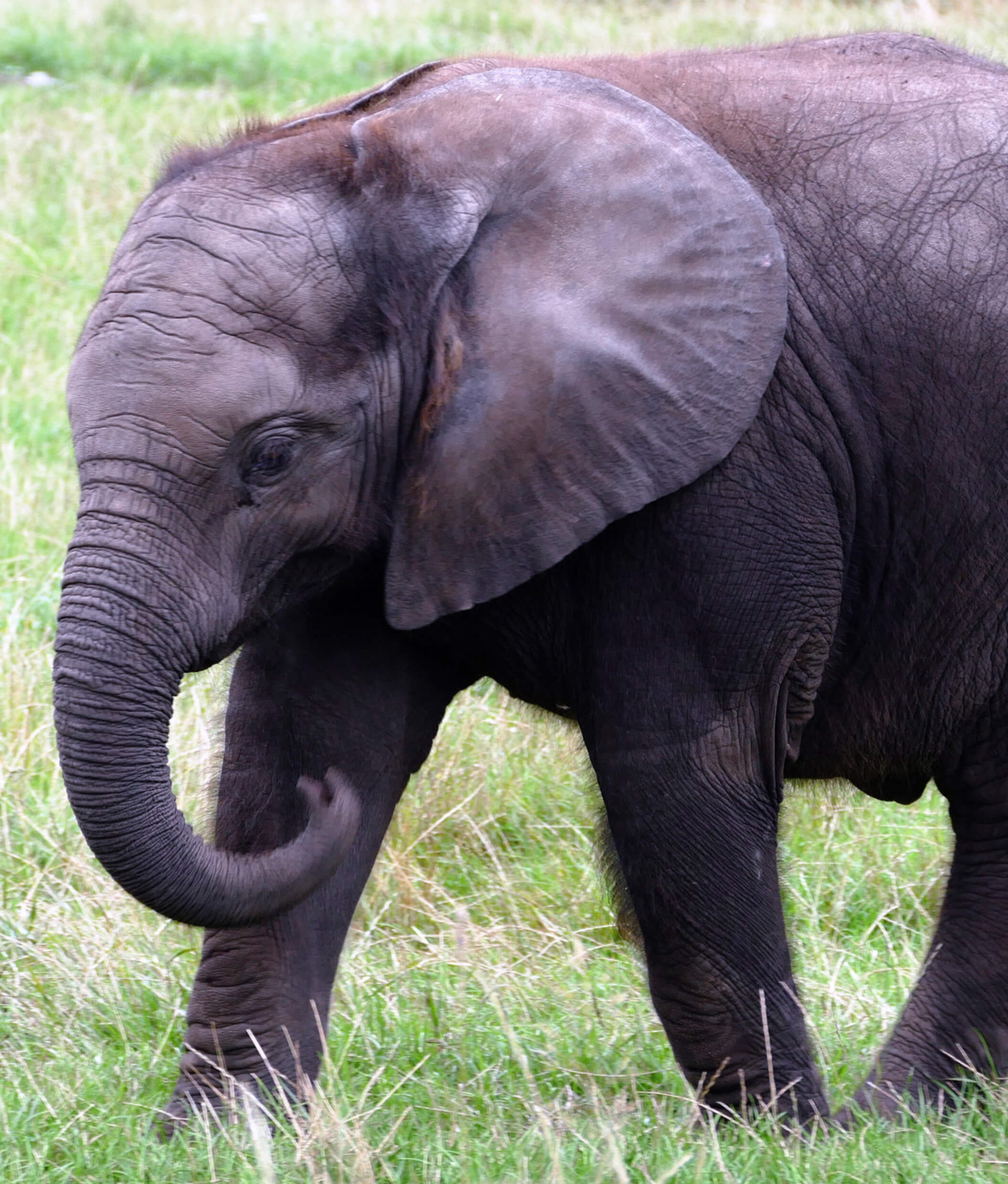 elephant-sanctuary-phuket-1