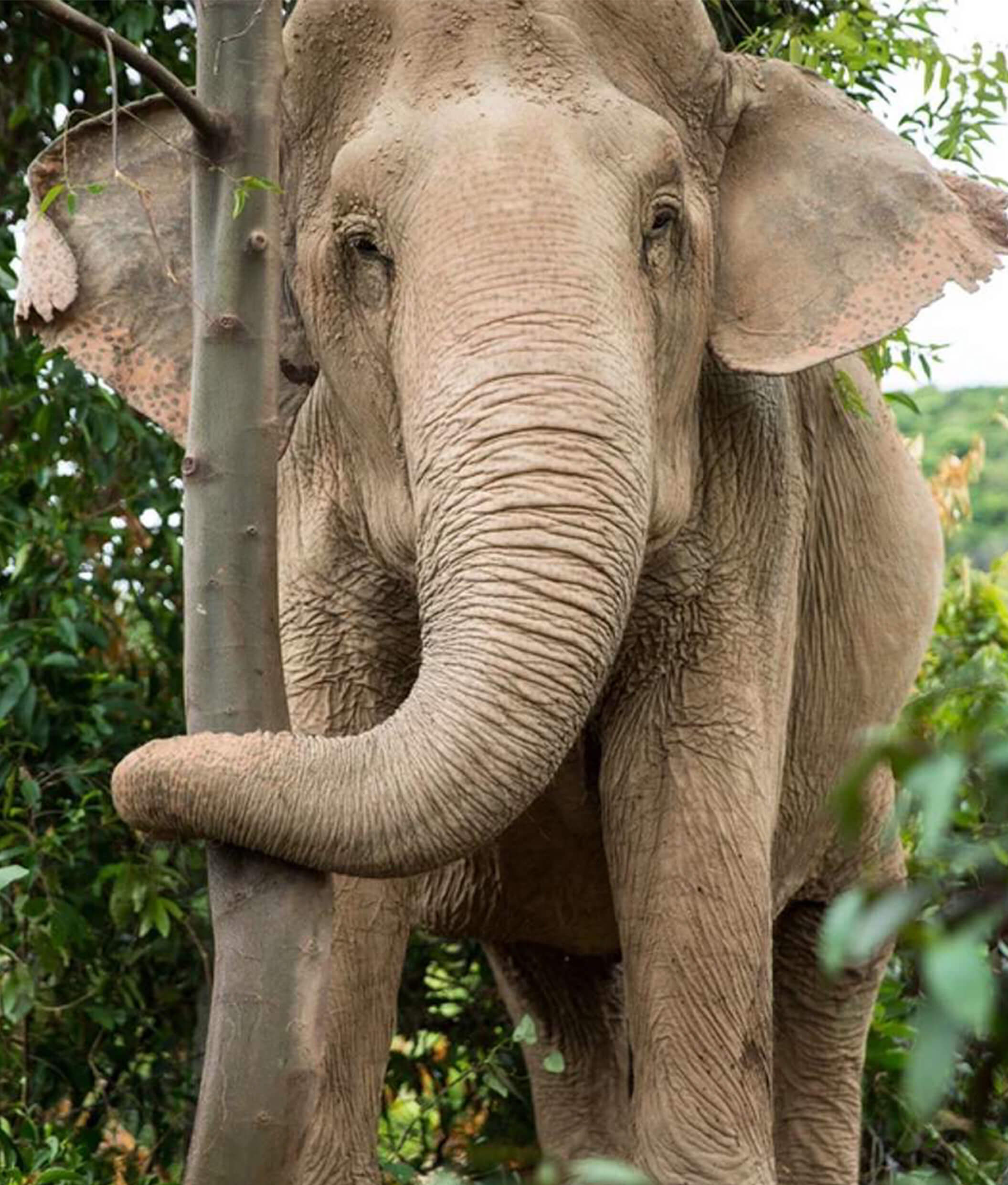 elephant-sanctuary-samui-02