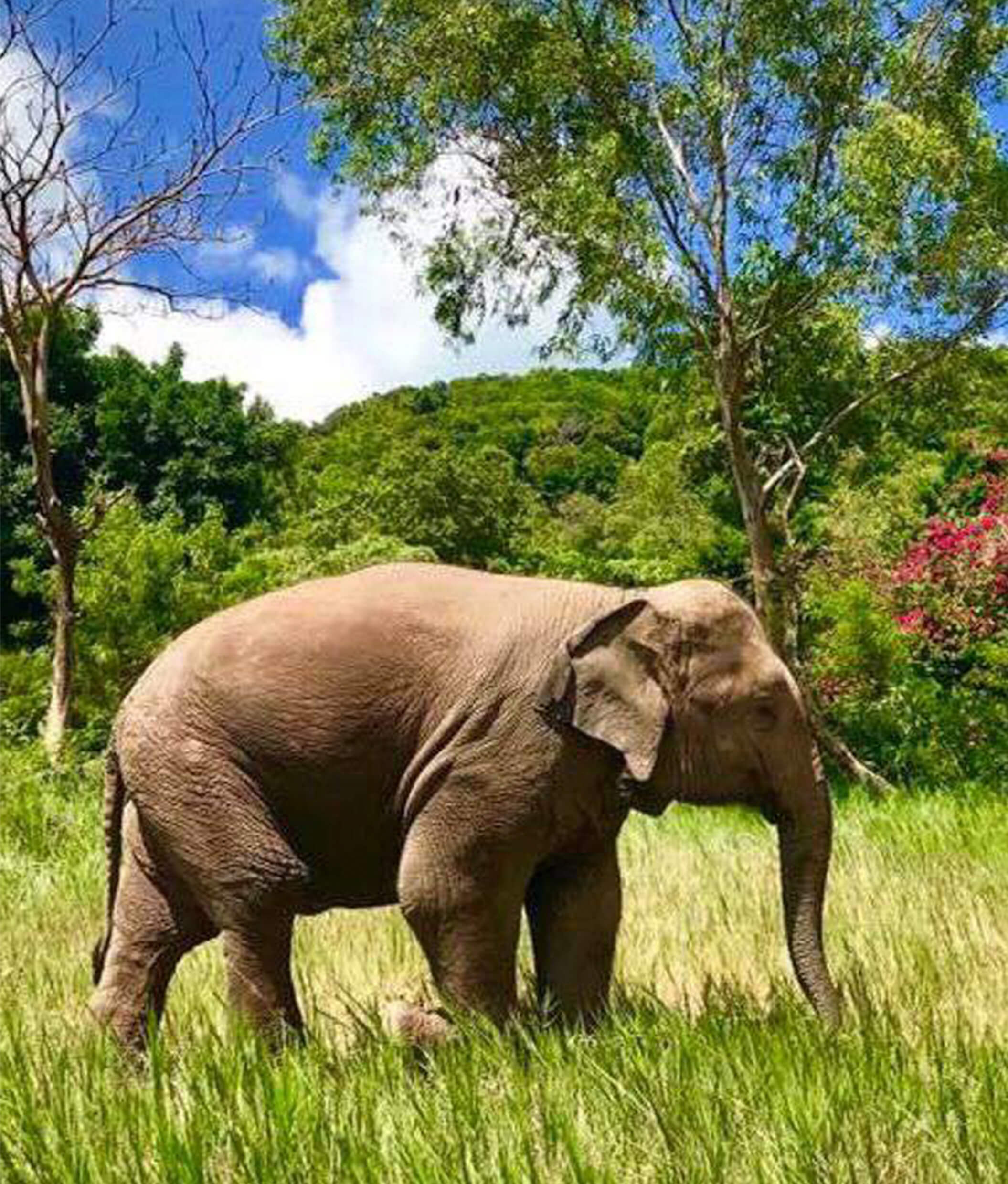 elephant-sanctuary-samui-03
