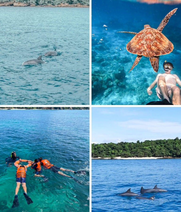 Dolphin Spotting Private Tour