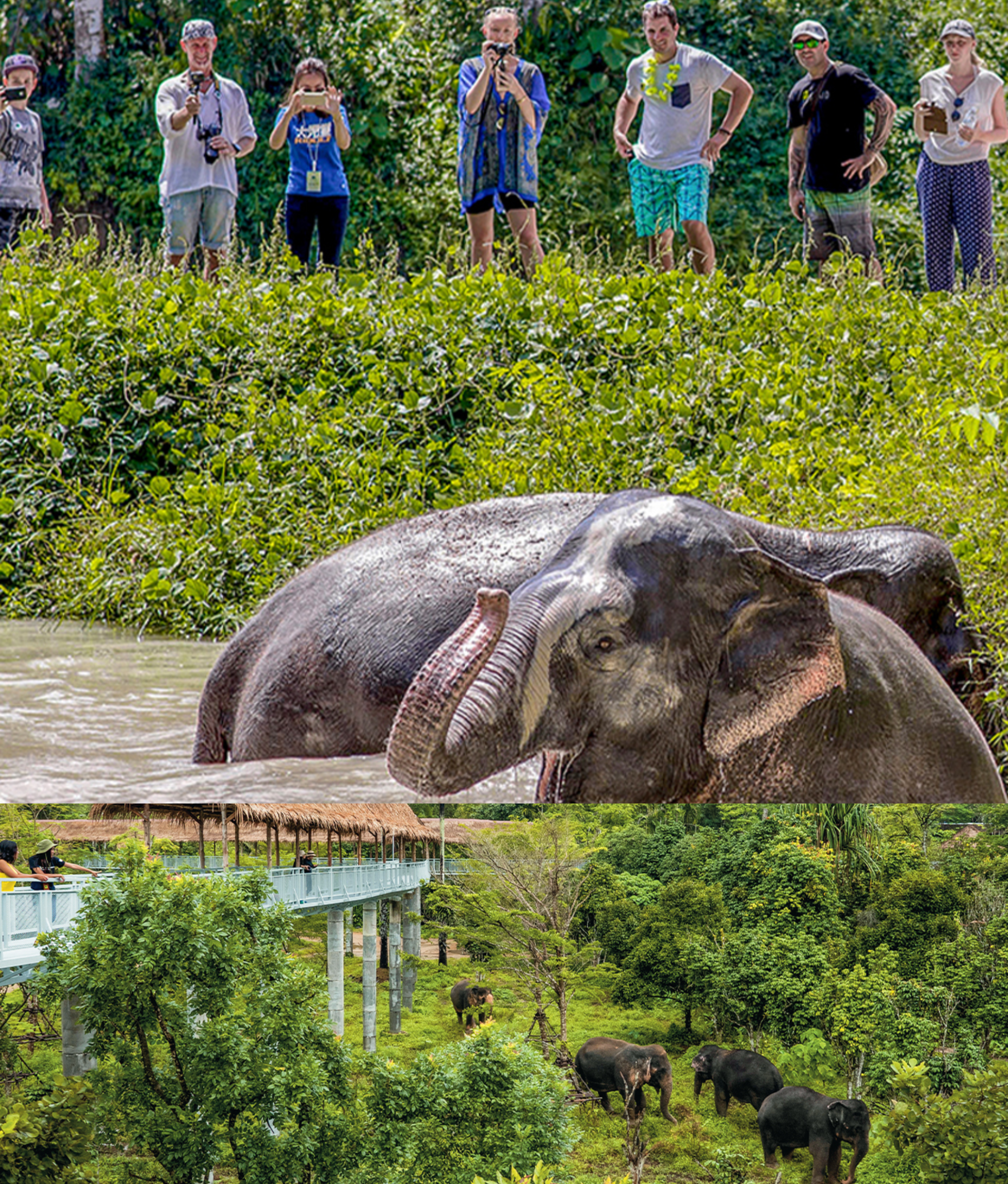An Afternoon with the Elephants