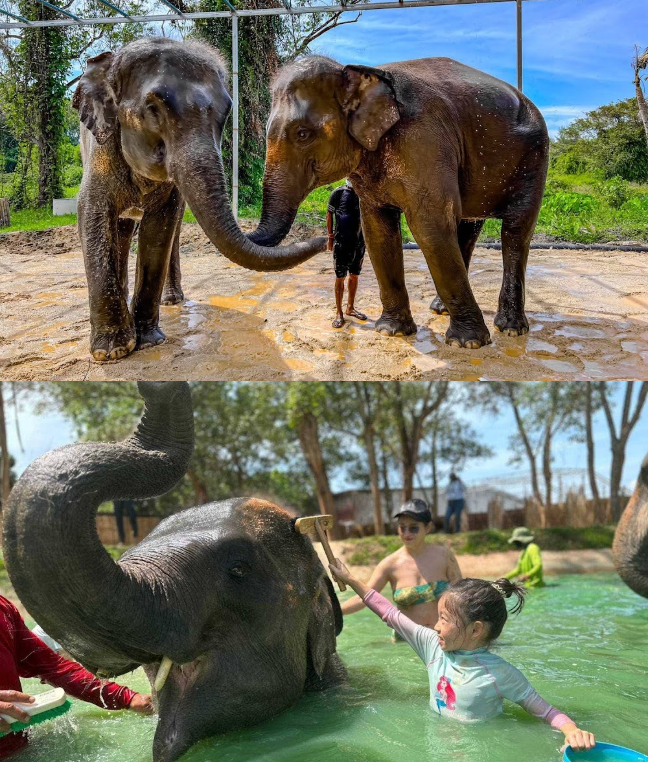 feed-spa-elephant