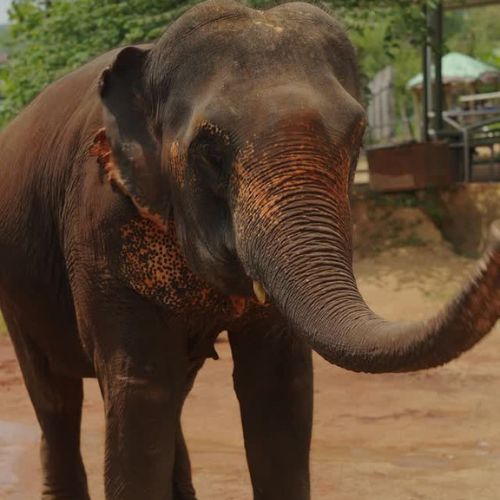 Elephant Care Camp