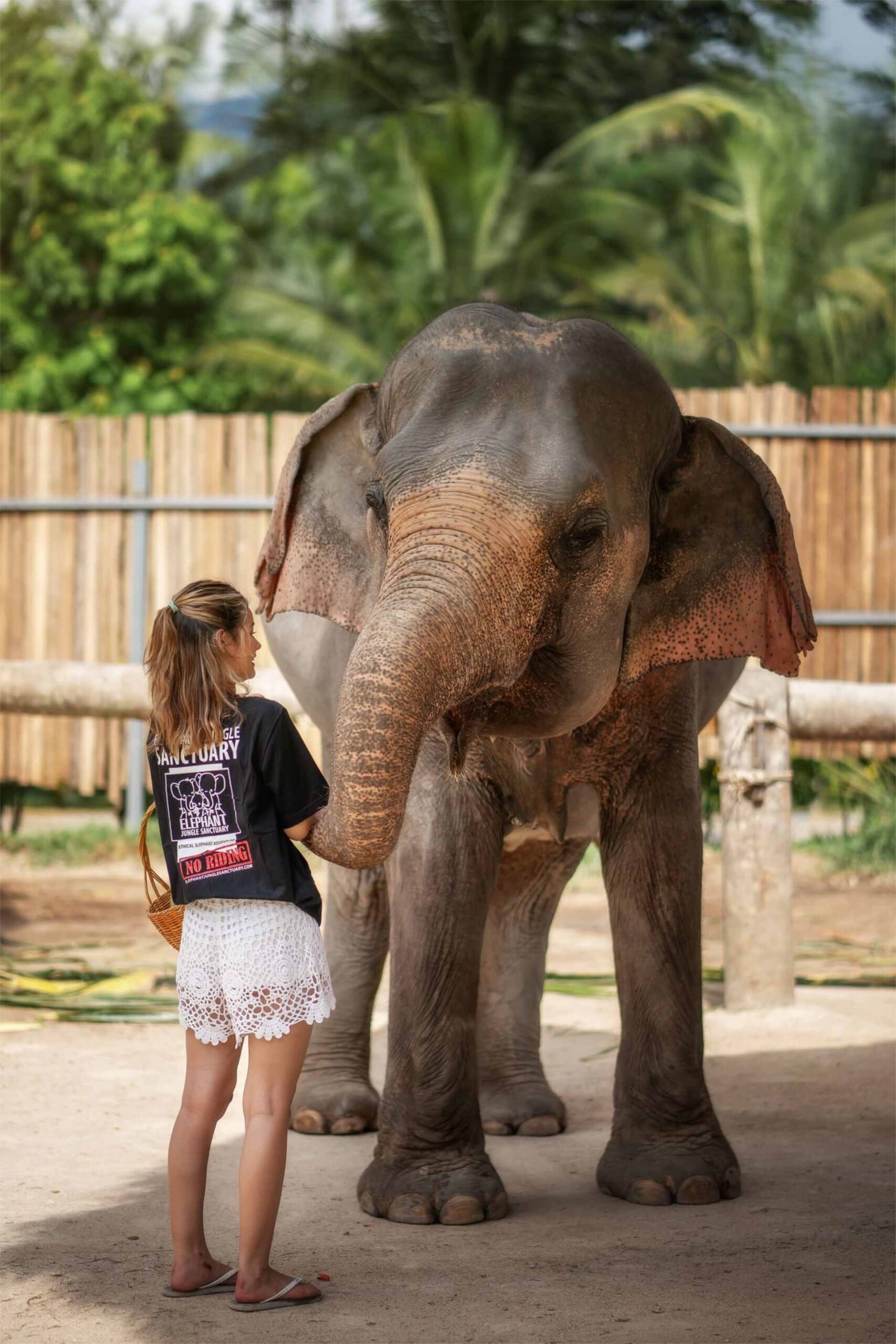 Elephant Feeding