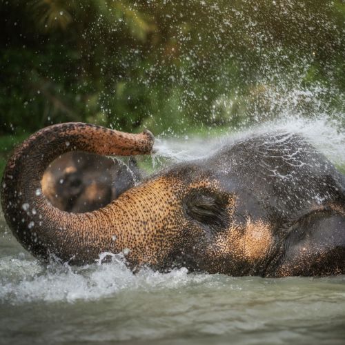 Elephant Jungle Sanctuary