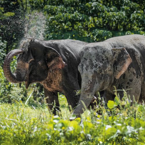 Phuket Elephant Sanctuary