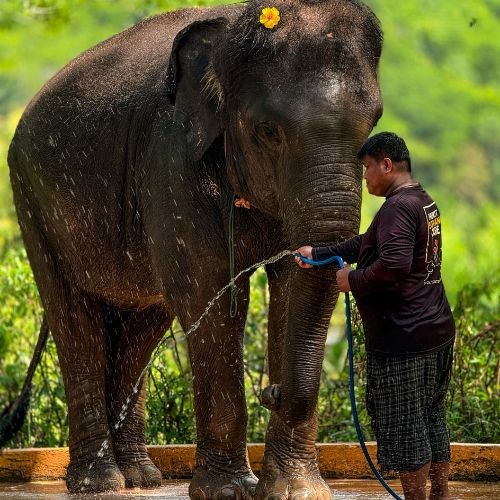 Phuket Elephant Care