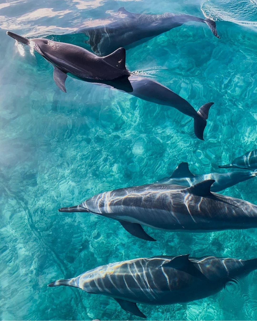 Dolphin Excursion Tour